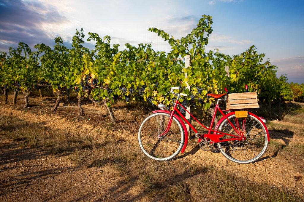 Parcourez les terres des 4 meilleurs vignobles de Belgique