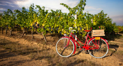 Parcourez les terres des 4 meilleurs vignobles de Belgique