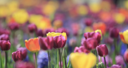 keukenhof_2025 _sejours_florales_pour_decouvrir_les plus_beaux_jardins_deurope